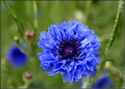 Quelle est cette fleur qui fait partie du groupe des Centaurées ?