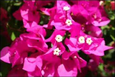 Quelles sont ces fleurs roses ?