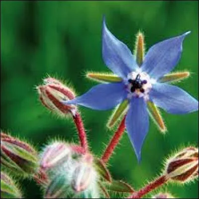 Quelle est cette fleur qui s'accroche grâce à ses poils ?