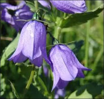 Quelles sont ces fleurs ?