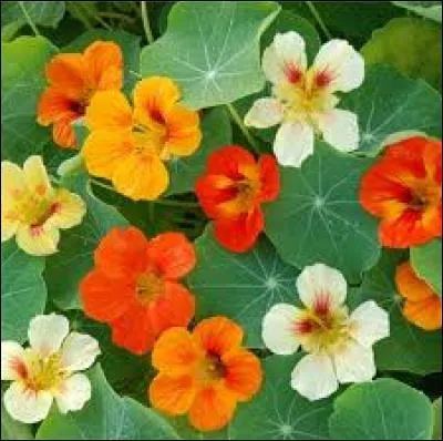 Quelles sont ces fleurs qui poussent sur des feuilles ?