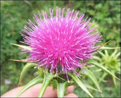 Quelle est cette fleur piquante ?