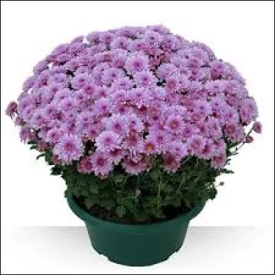 Quelles sont ces fleurs rares car elles résistent au froid ?