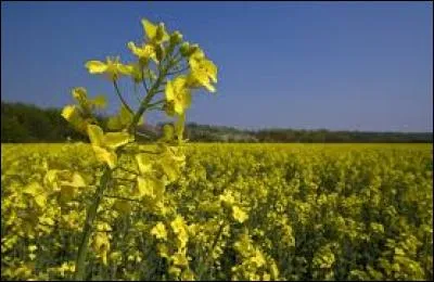 Quelle est cette fleur qui adore le soleil ?