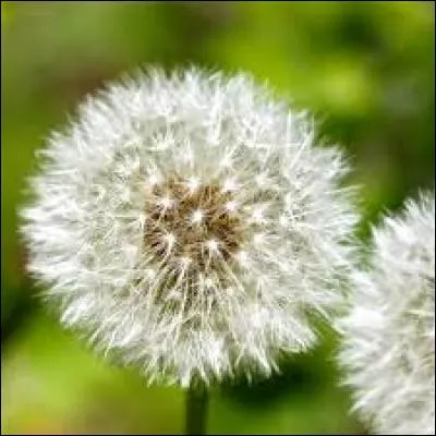 Soufflez dessus et faites un voeu ! 
Quelle est cette fleur ?