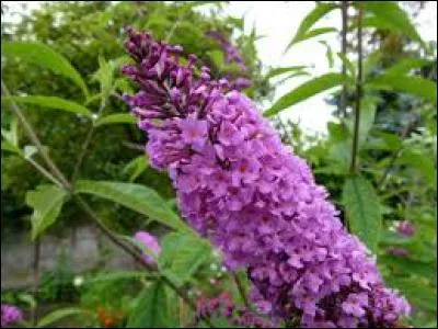 Quelle est cette fleur minuscule arrivant au printemps ?
