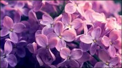 Quelle sont ces fleurs magnifiques ?