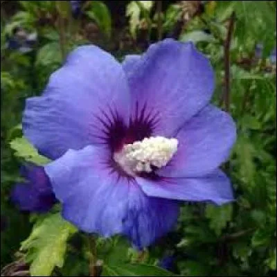 Quelle est cette fleur plutôt grosse ?