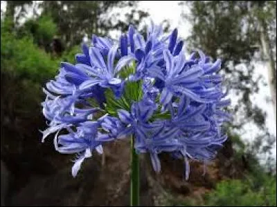 Quelles sont ces fleurs ?