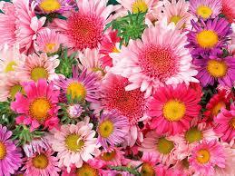 Quiz Fleurs