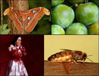 Le mot mystère est :