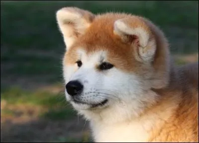 De quelle(s) couleur(s) est-il ?