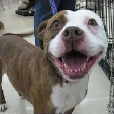 A-t-il l'air m&eacute;chant ?