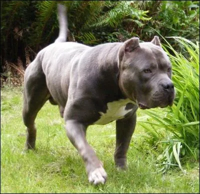 A-t-il des muscles ?