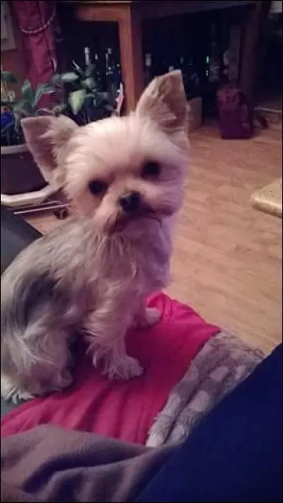 Est-elle petite, grande, moyenne ou minuscule ?