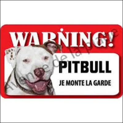 Quelle est la race de ce chien ?