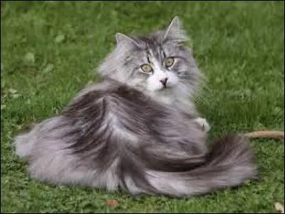 Quel est ce chat ? Il a de très longs poils pour résister au froid :