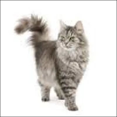 Quel est ce chat ? Il a une longue fourrure pour résister à l'hiver :