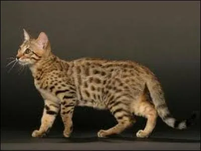 Quel est ce chat ? Il est croisé entre un léopard et un chat et il est très rare :