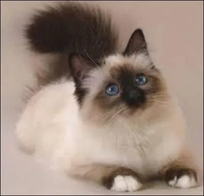 Quel est ce chat ? 
Il y a 100 % de chances qu'il ait les yeux bleus car, même si 2 chats de sa race se reproduisent et ont un chaton aux yeux marron ou verts, il n'est pas considéré comme étant de la même race que ses parents.
