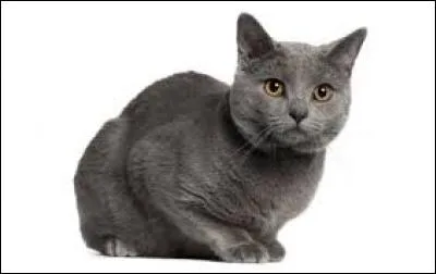 Quel est ce chat ? Ses yeux sont obligatoirement or-bronze ou entre les deux :