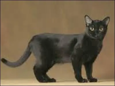 Quel est ce chat ? Il est croisé entre un American Shorthair et un Burmese sable dans le but d'avoir une panthère miniature.