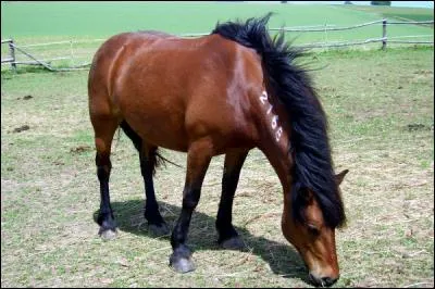 Quelle est la race de ce poney ?