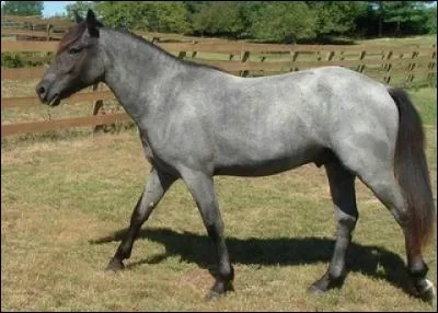 Quelle est la couleur de cette robe ?