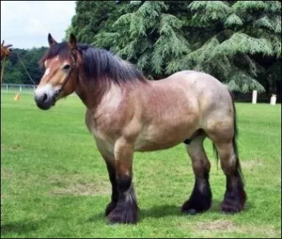 Quelle est la race de ce cheval ?