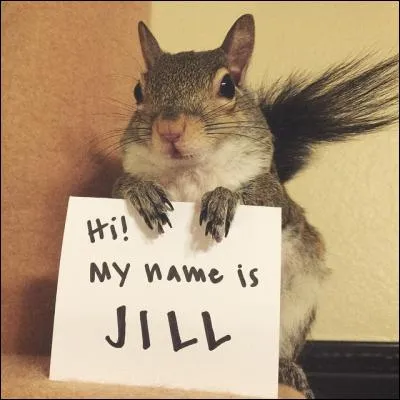 Sur cette photo, on reconnait bien l'écureuil roux de nos régions !