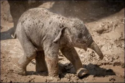 Il n'y a qu'une seule espèce d'éléphant en Afrique !