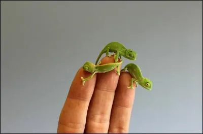 On trouve le caméléon seulement à Madagascar !