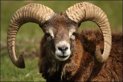 On peut voir des mouflons en France !