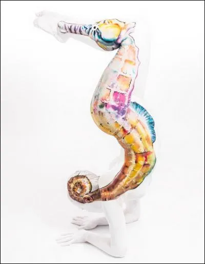 On peut voir des hippocampes sur les côtes françaises !