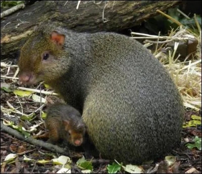 L'agouti d'Amérique est un carnivore !
