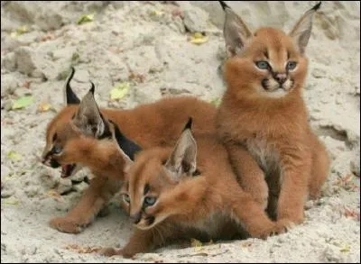 En France, c'est dans le Jura que l'on a le plus de chances de voir des lynx d'Eurasie, comme ceux de la photo !