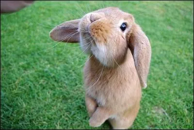 Cet animal est un lapin !