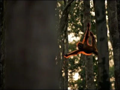 On peut voir des orangs-outans dans les forêts de Sumatra !