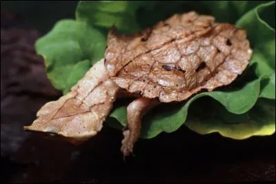 On trouve la tortue matamata dans les rivières amazoniennes !