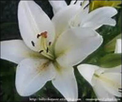 Quelle est cette fleur ?