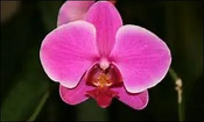 Quelle est cette fleur ?