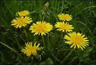 Quelle est cette fleur ?