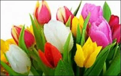 Quelle est cette fleur ?