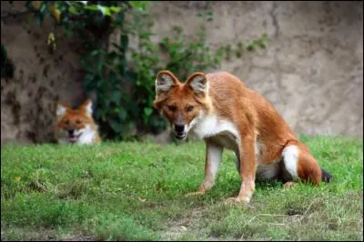 Comment s'appelle cet animal ?