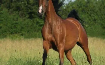 Quiz Galop 1