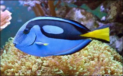 Quel est, à votre avis, le nom de ce poisson ?