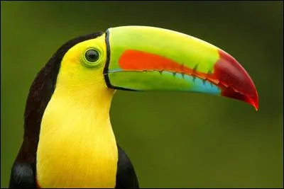 Quel est le nom de cet oiseau ?