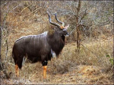 Connaissez-vous le nom de ce bovidé d'Afrique ?