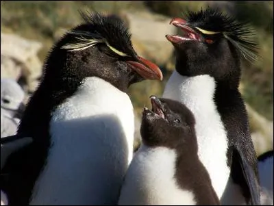 Quel est ce drôle d'oiseau ?