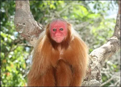 Savez-vous comment se nomme ce primate ?